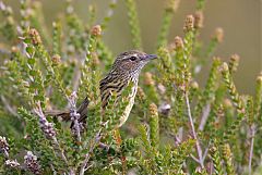 Striated Fieldwren